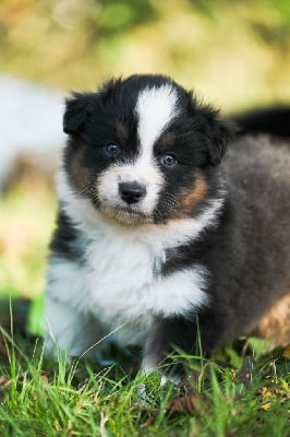 Les chiots de Berger Australien