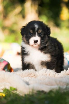 Les chiots de Berger Australien