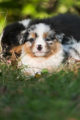 Les chiots de Berger Australien