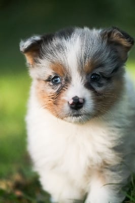 Les chiots de Berger Australien