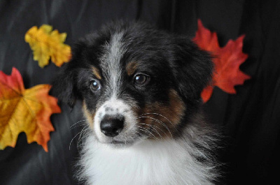 Les chiots de Berger Australien