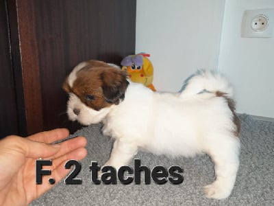 f 2 taches - Lhassa Apso