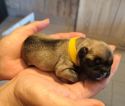 Les chiots de Bouledogue français