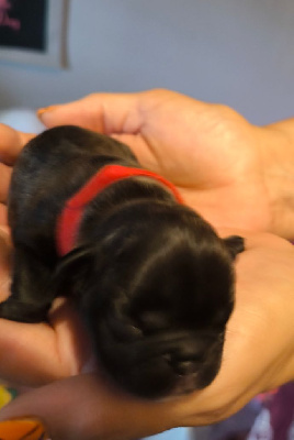 Les chiots de Bouledogue français