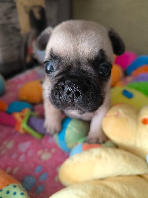 Les chiots de Bouledogue français