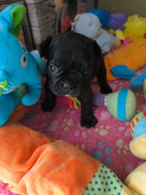 Les chiots de Bouledogue français