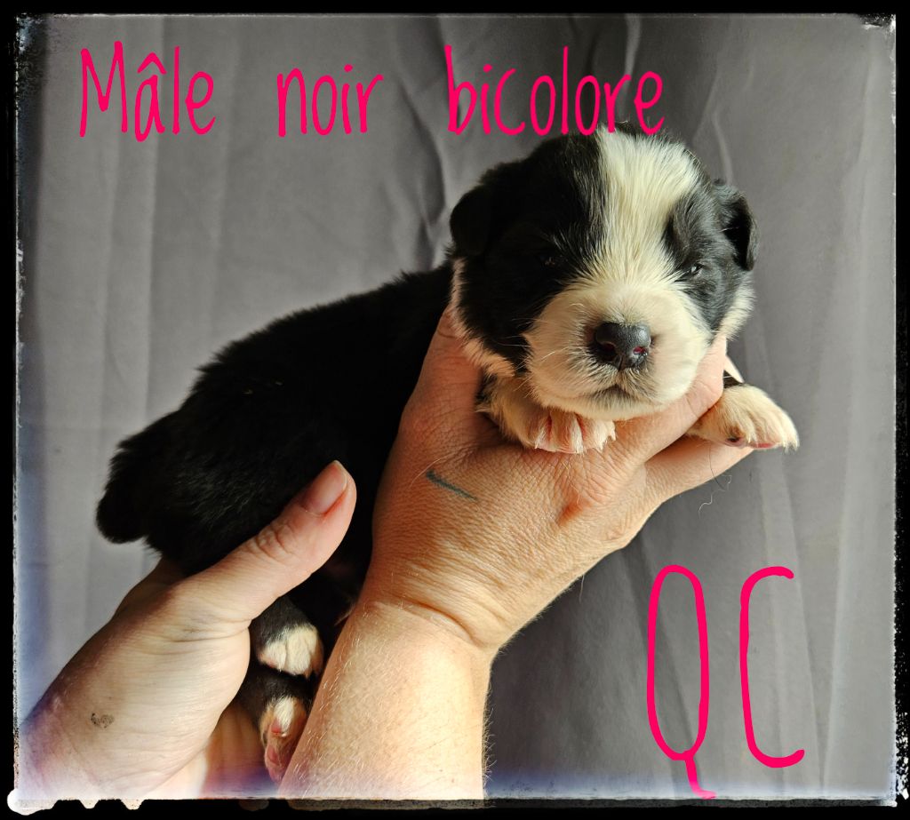 CHIOT 1 - Berger Australien