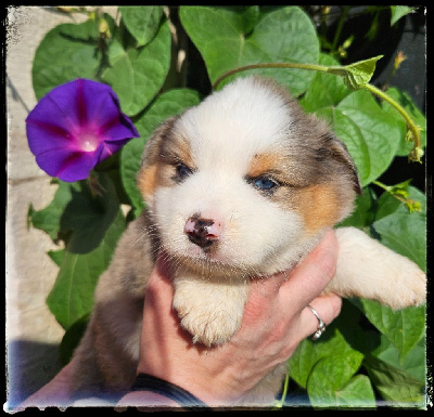 Les chiots de Berger Américain Miniature 