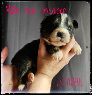 CHIOT 3 - Berger Australien