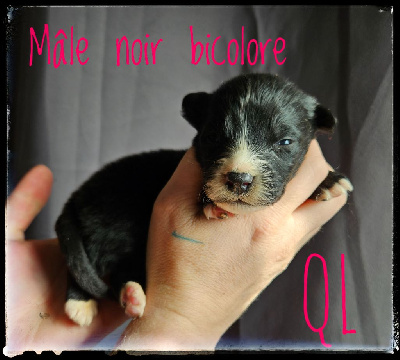 CHIOT 2 - Berger Australien