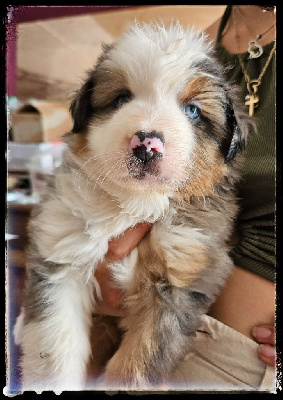 Les chiots de Berger Américain Miniature 