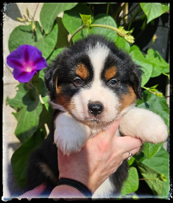 Les chiots de Berger Américain Miniature 