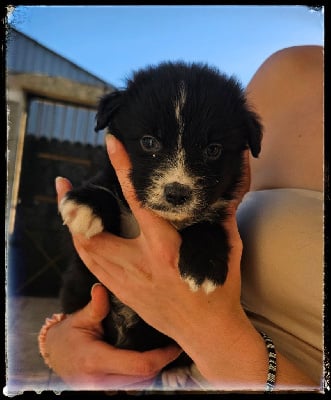 Les chiots de Berger Australien