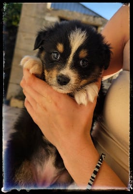 Les chiots de Berger Australien