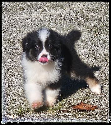 Les chiots de Berger Américain Miniature 