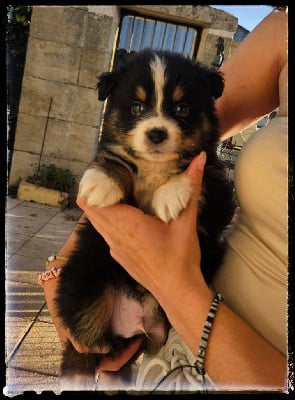 Les chiots de Berger Australien