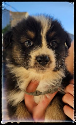 Les chiots de Berger Australien