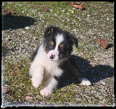 Les chiots de Berger Américain Miniature 