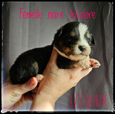 CHIOT 5 - Berger Australien