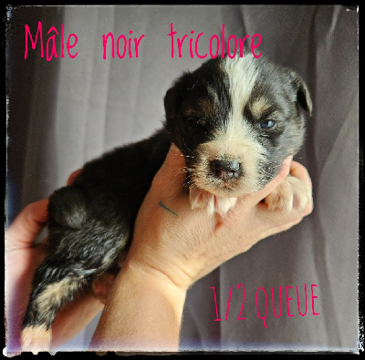 CHIOT 4 - Berger Australien