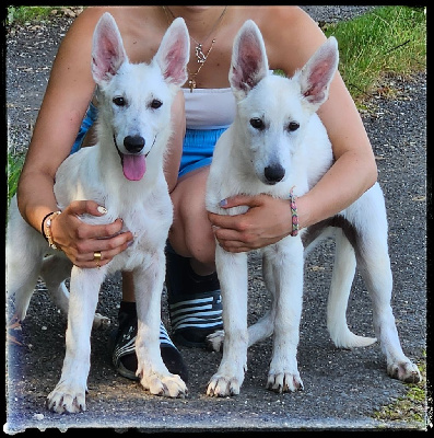 CHIOT 3 - Berger Blanc Suisse