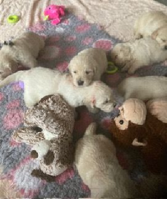 Les chiots de Golden Retriever