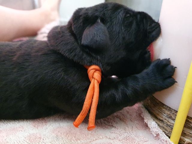 V. collier orange - Labrador Retriever