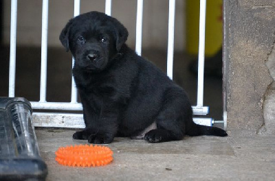 Les chiots de Labrador Retriever