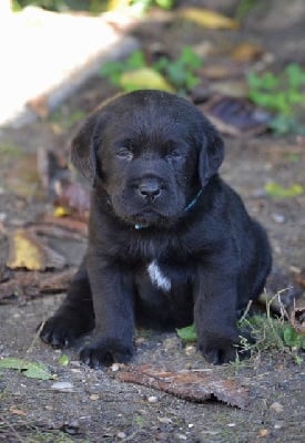 Les chiots de Labrador Retriever