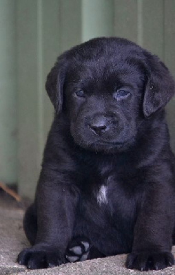 Les chiots de Labrador Retriever