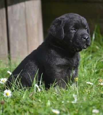 Les chiots de Labrador Retriever