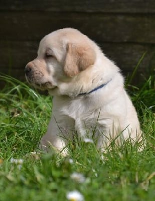 Les chiots de Labrador Retriever