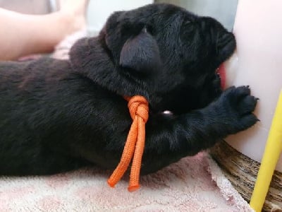 V. collier orange - Labrador Retriever