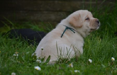 Les chiots de Labrador Retriever