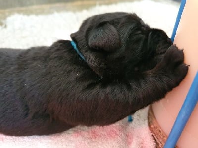 V. collier turquoise - Labrador Retriever