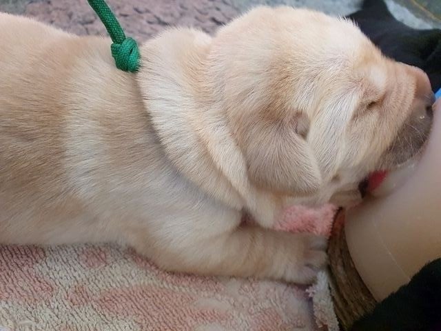 V. collier vert - Labrador Retriever