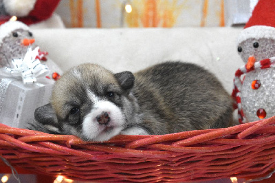 Les chiots de Welsh Corgi Pembroke