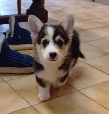 Les chiots de Welsh Corgi Pembroke