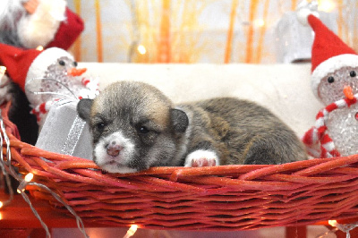 Les chiots de Welsh Corgi Pembroke