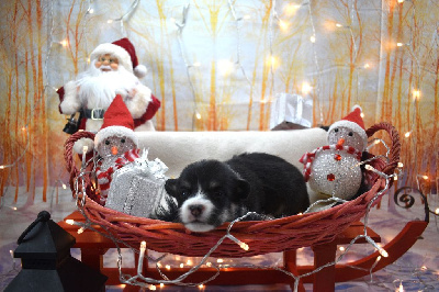 Les chiots de Welsh Corgi Pembroke