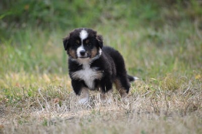 Les chiots de Berger Américain Miniature 