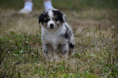 Les chiots de Berger Américain Miniature 