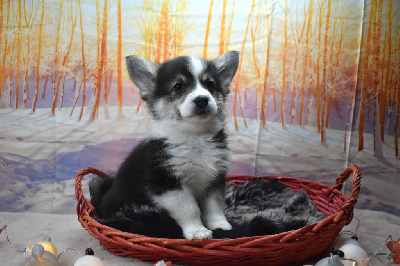 Les chiots de Welsh Corgi Pembroke