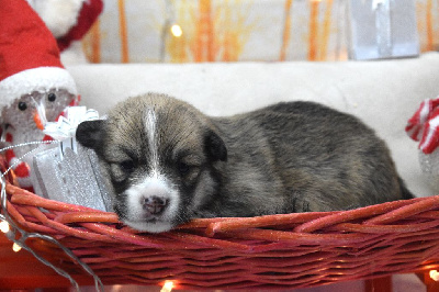 Les chiots de Welsh Corgi Pembroke