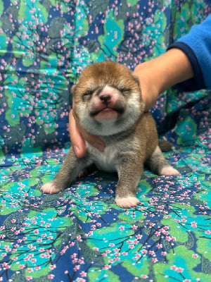 Les chiots de Shiba