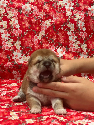 Les chiots de Shiba