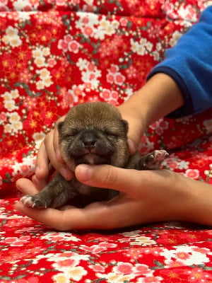 Les chiots de Shiba