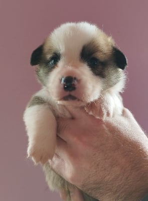 Les chiots de Welsh Corgi Pembroke