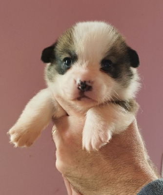 Les chiots de Welsh Corgi Pembroke