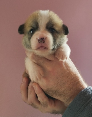 Les chiots de Welsh Corgi Pembroke